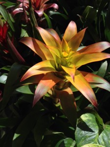Floral plant