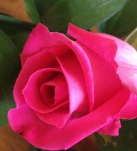 Red Rose